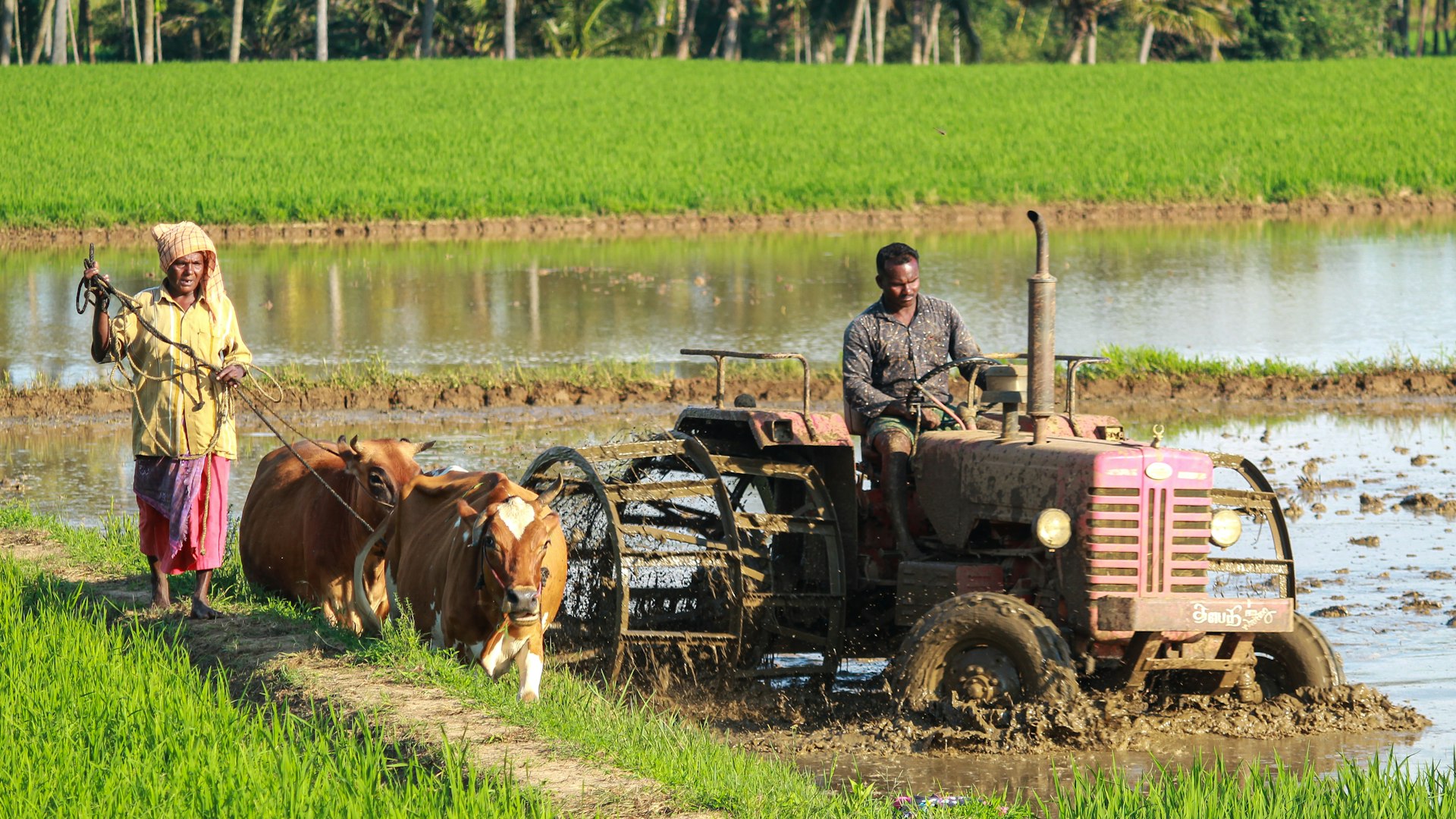 Kashmir farmlands panorama